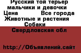 Русский той-терьер мальчики и девочки › Цена ­ 8 000 - Все города Животные и растения » Собаки   . Свердловская обл.